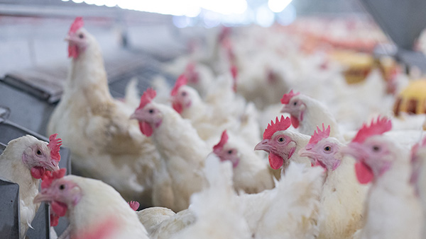 Vogel Shares New Recommendations for PA Poultry Producers to Prevent Spread of HPAI